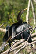 Anhinga. FL.