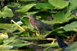 Green-backed Heron. FL.