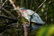 Green-backed Heron. FL.