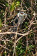 Black-crowned Night-Heron. FL.