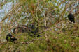 Turkey vultures drying wings. FL.