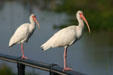 White Ibis. FL.