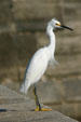 Snowy Egret. FL.
