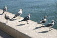 Hooded gulls in winter plumage. FL.