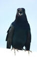 Boat-Tailed Grackle male. FL.