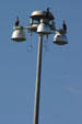 Commorants on a light standard. FL.