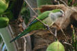 Monk parakeet established in wild. Fort Lauderdale, FL.