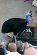 Southern Cassowary performs in a show at Parrot Jungle Island. Miami, FL.