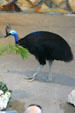 Southern Cassowary at Parrot Jungle Island. Miami, FL.