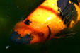 Karp at Parrot Jungle Island. Miami, FL.