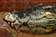 Four foot long jaws of Crocosaurus at Parrot Jungle Island. Miami, FL.