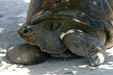 Tortoise at Parrot Jungle Island. Miami, FL.
