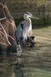 Great Blue Heron. Orlando, FL.