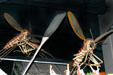 Mosquito models in display showing symbols of Orange County in Regional History Center. Orlando, FL.