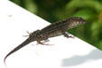 Lizard in Leu Gardens. Orlando, FL.