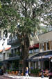 Bistro under tree with Spanish Moss in Winter Park. Orlando, FL.