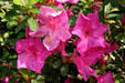 Blossoms of street plantings in Winter Park. Orlando, FL.