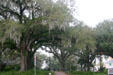 Spanish moss covered oak trees along Park Street. Tallahassee, FL.