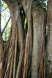 Rubber tree , one of many trees imported in Edison's quest for an American rubber substitute. Fort Myers, FL.