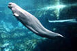 Beluga whales at Georgia Aquarium. Atlanta, GA