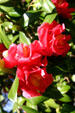 Camellia flower. Savannah, GA.