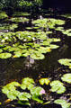 Lily pond in Hawaiian Tropical Botanical Gardens, west of Hilo. Big Island of Hawaii, HI.