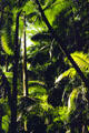 Alexandra Palms introduced over 100 years ago at Hawaiian Tropical Botanical Gardens, west of Hilo. Big Island of Hawaii, HI.