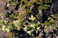 Small plants on lava in Volcanoes National Park. Big Island of Hawaii, HI.
