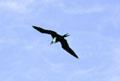 Great Frigate bird at Kilauea Lighthouse bird sanctuary. Kauai, HI.