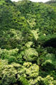 Maui rainforest along Hana Road. Maui, HI.