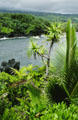 Coastal vegetation at National Tropical Garden at Kahanu. Maui, HI.
