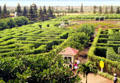World's largest maize at Dole Plantation