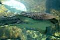 Zebra or Leopard Shark at Waikiki Aquarium. Waikiki, HI.