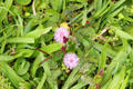 Sensitive plant. HI.