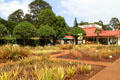 Pineapple variety garden at Dole Plantation. HI.