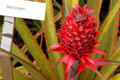 MacGregor pineapple variety in garden at Dole Plantation. HI.