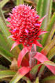 Ananas Bracteatus pineapple variety in garden at Dole Plantation. HI.
