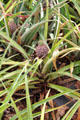 Miniature pineapple variety in garden at Dole Plantation. HI.