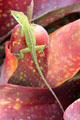Green Anole Lizard at Dole Plantation. HI.