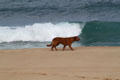 Dog with Banzai Pipeline waves. HI.