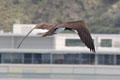 Brown Booby in Hawaii. HI.