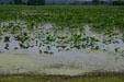 Lily Lake waterscape. Middle Amana, IA.