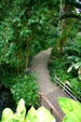 Bamboo along pathway through Des Moines Botanical Center. Des Moines, IA.