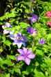 Ashland gardens. Lexington, KY.