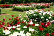 Ashland peony gardens. Lexington, KY.