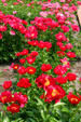 Ashland peony gardens. Lexington, KY.