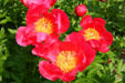 Ashland peony gardens. Lexington, KY.