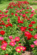Ashland peony gardens. Lexington, KY.