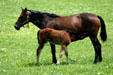 Thoroughbreds in Bluegrass country. Lexington, KY.