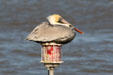 Pelican on navigational light of Mississippi River. New Orleans, LA.